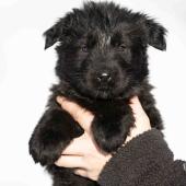 Femelle noire collier gris