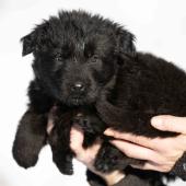 Femelle noire collier gris