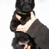 Femelle noire collier vert