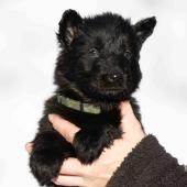 Femelle noire collier vert