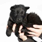 Femelle noire collier vert