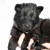 Femelle noire collier vert