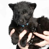 Femelle noire collier bleu