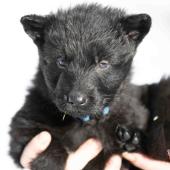 Femelle noire collier bleu