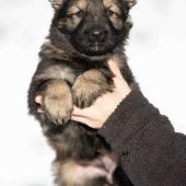 Femelle fauve charbonnée collier noir