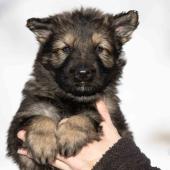 Femelle fauve charbonnée collier noir