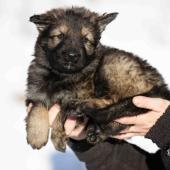 Femelle fauve charbonnée collier noir
