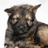 Femelle fauve charbonnée collier noir