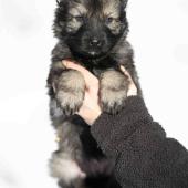 Femelle grise argentée charbonnée collier rouge