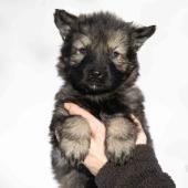 Femelle grise argentée charbonnée collier rouge