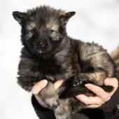Femelle grise argentée charbonnée collier rouge
