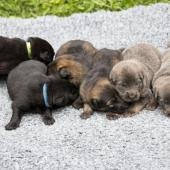 De gauche à droite : Les mâles noirs, les mâles fauves charbonnés, et les mâles nuancés de bleu