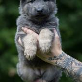 Akira 