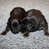 Les mâles noir et argenté