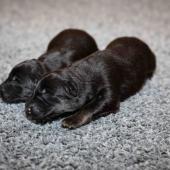 Les mâles noir et argenté