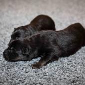 Les mâles noir et argenté