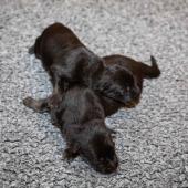 Les mâles noir et argenté