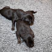 Les mâles noir et argenté