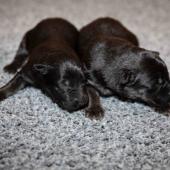 Les mâles noir et argenté