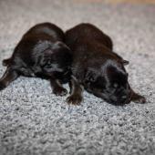 Les mâles noir et argenté