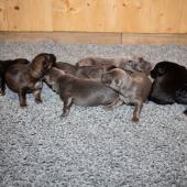 De gauche à droite : les 3 femelles argentées charbonnées, les 3 femelles nuancées de bleu, et les 2 femelles noir et argenté