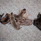 De gauche à droite : les 3 femelles argentées charbonnées, les 3 femelles nuancées de bleu, et les 2 femelles noir et argenté