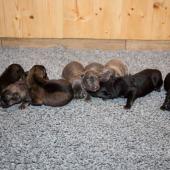 De gauche à droite : les 3 femelles argentées charbonnées, les 3 femelles nuancées de bleu, et les 2 femelles noir et argenté