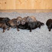 De gauche à droite : les 3 femelles argentées charbonnées, les 3 femelles nuancées de bleu, et les 2 femelles noir et argenté