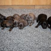 De gauche à droite : les 3 femelles argentées charbonnées, les 3 femelles nuancées de bleu, et les 2 femelles noir et argenté