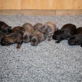 De gauche à droite : les 3 femelles argentées charbonnées, les 3 femelles nuancées de bleu, et les 2 femelles noir et argenté