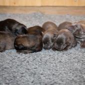 De gauche à droite : les 3 femelles argentées charbonnées, les 3 femelles nuancées de bleu