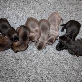 De gauche à droite : les 3 femelles argentées charbonnées, les 3 femelles nuancées de bleu, et les 2 femelles noir et argenté