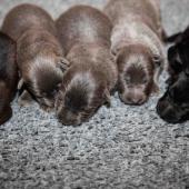 De gauche à droite : les 3 femelles argentées charbonnées, les 3 femelles nuancées de bleu, et les 2 femelles noir et argenté