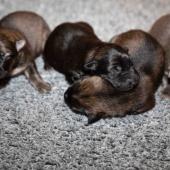 Les 3 femelles argentées charbonnées