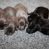De gauche à droite :  les 3 femelles nuancées de bleu, et les 2 femelles noir et argenté