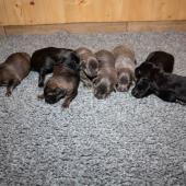 De gauche à droite : les 3 femelles argentées charbonnées, les 3 femelles nuancées de bleu, et les 2 femelles noir et argenté