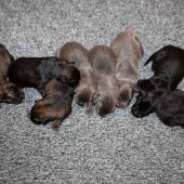 De gauche à droite : les 3 femelles argentées charbonnées, les 3 femelles nuancées de bleu, et les 2 femelles noir et argenté