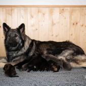 Toute la portée avec maman