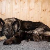 Toute la portée avec maman