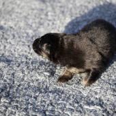 Le mâle noir et argenté