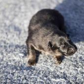 Le mâle noir et argenté