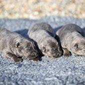 Les trois femelles nuancées de bleu