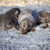 Les trois femelles nuancées de bleu