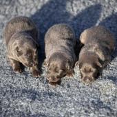 Les trois femelles nuancées de bleu