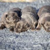 Les trois femelles nuancées de bleu