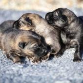 Les trois femelles grises argentées charbonnées
