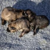 Les trois femelles grises argentées charbonnées