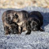 Les trois femelles grises argentées charbonnées