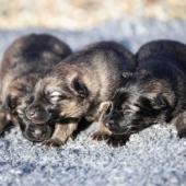 Les trois femelles grises argentées charbonnées