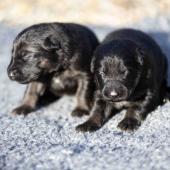 Les deux femelles noires et argentées